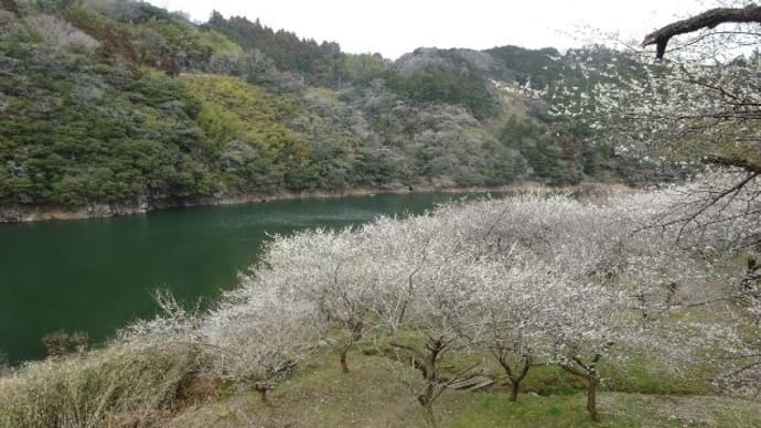 月ヶ瀬梅渓・梅まつり