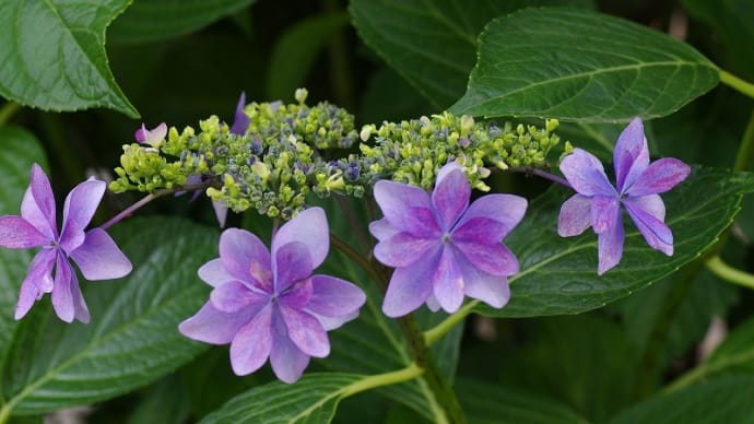 がく紫陽花