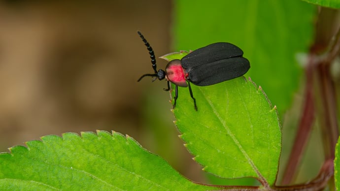 ハラアカマドボタル(サキシママドボタル)
