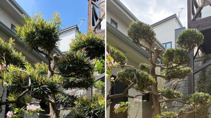 ボサボサになっているマキの木剪定作業