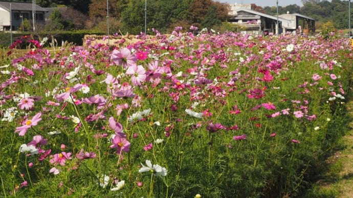 花散歩・秋なのに暑い。