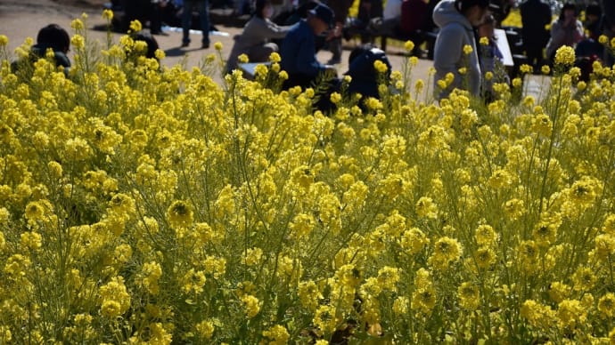 菜の花狩り 神奈川県湘南二宮 吾妻山・菜の花ウォッチング2022(3)スイセンと菜の花