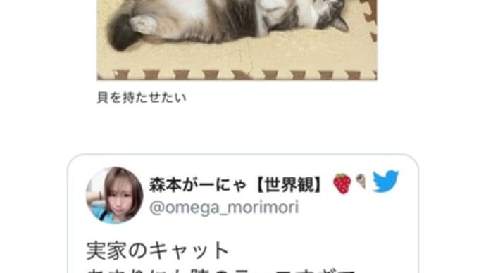 我が家のネコがネットニュースになりました!(再編集しました)