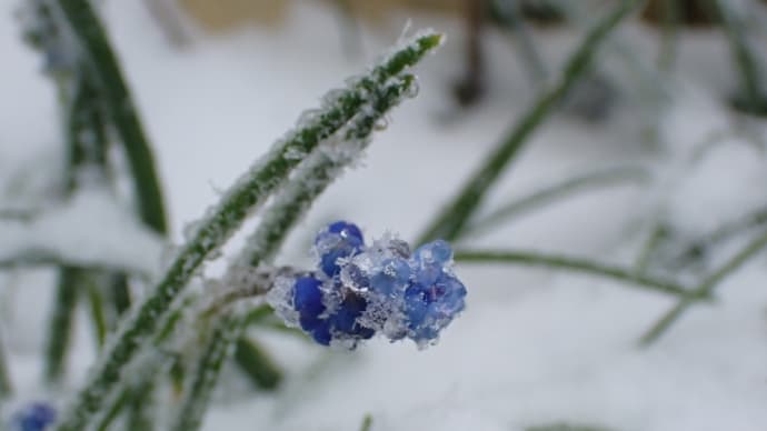 雪降った