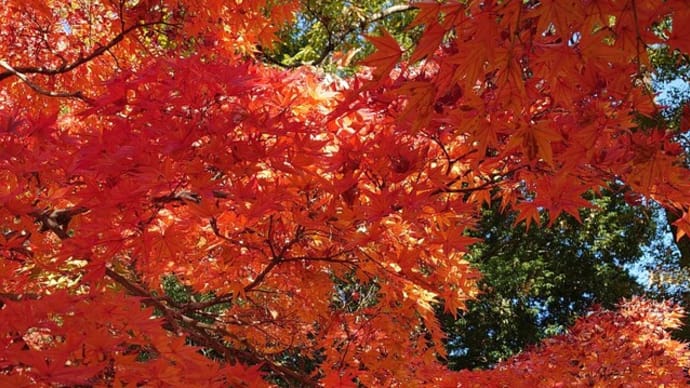 11/9(水)🍁🍁🍁もみじ平総合公園🎵時代=中島みゆき🎵🍁🍁🍁