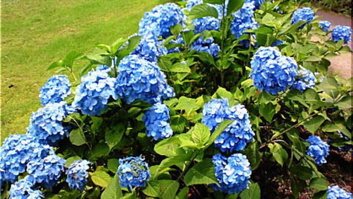 挑戦状 と 真っ青なアジサイの花　☆彡