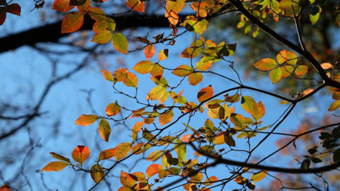 名残りの紅葉 (二)