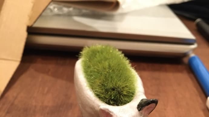 ブルテリアが旅立って行きました