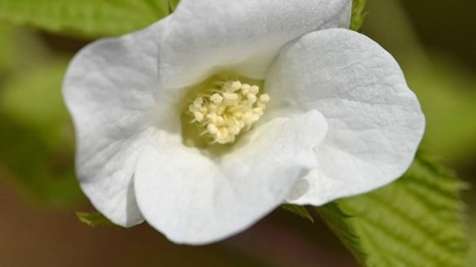 鉢植えの「白山吹」　花と実