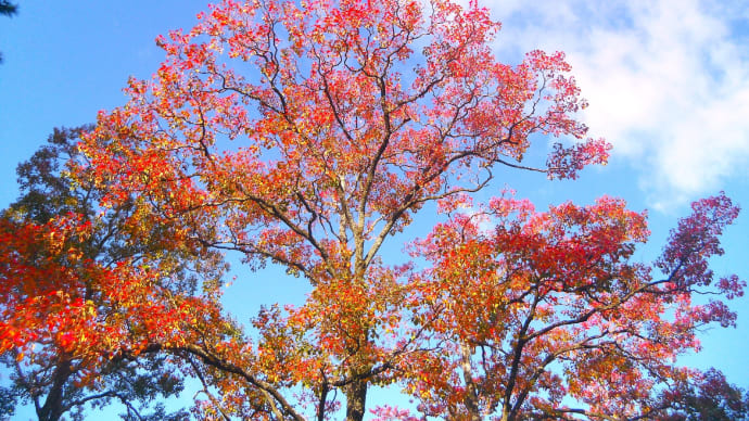 きょうの風景 ・・・ 11月18日 服部緑地公園でアオバト今季初認