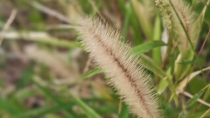 道端の狗尾草(エノコログサ)に麻生祐二さん
