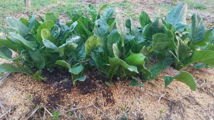 ほうれん草パーティ