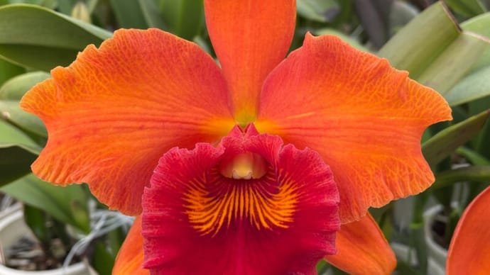 ●Rlc. Tzeng-Wen Sunset‘Orange’