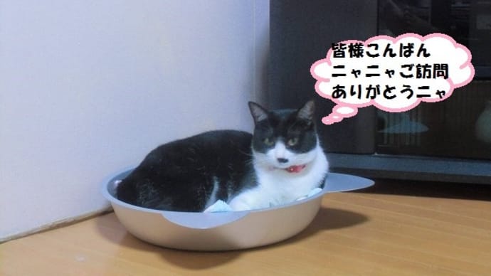 寝て食べて日向ぼっこ楽しみだニャ~ン(=^・^=)