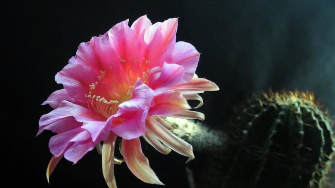 エキノプシス交配種 花サボテン