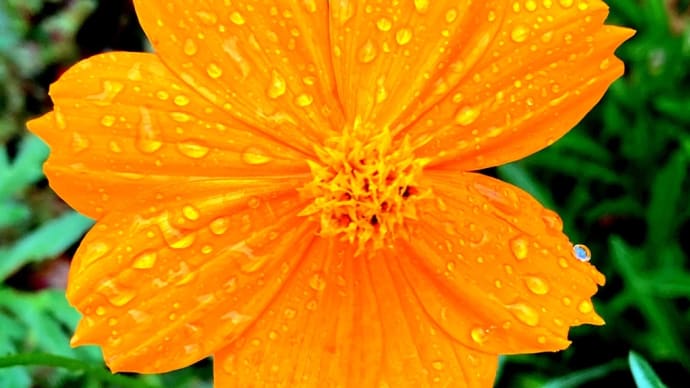 雨の黄花コスモス