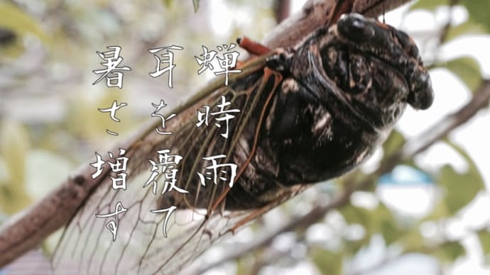 戯れ言 07/28 蝉時雨