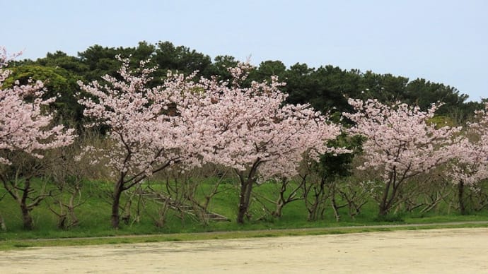 花鶴が浜公園、水辺公園の桜など