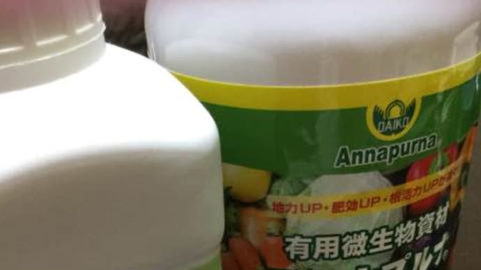 菜園メンテナンス訪問で…【こだわりの苗】スイスチャード、胡瓜追加に…【#今日の収穫】