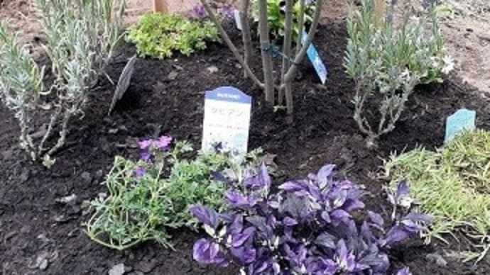 ラベンダーやトレニアなど紫の花を大人買いし花壇風に植えたとですぅ~(*‘ω‘ *)