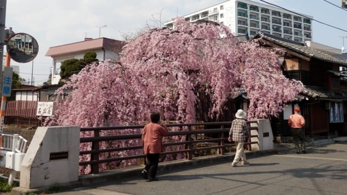 桜めぐり（１０）　仙台駄菓子・石橋屋とマコロン（榴岡公園も）