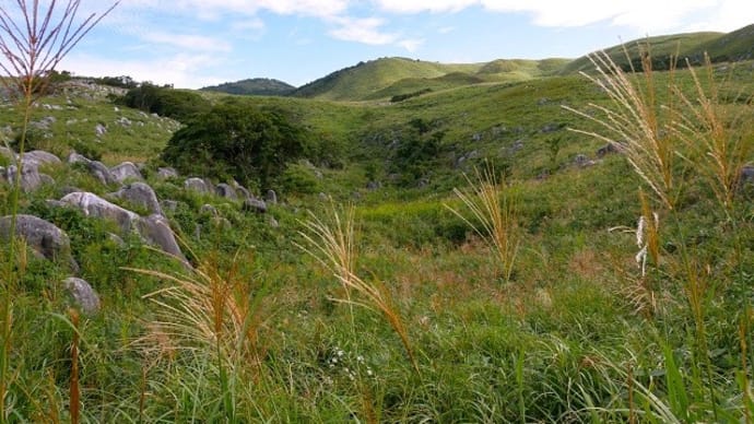 平尾台の秋の野草