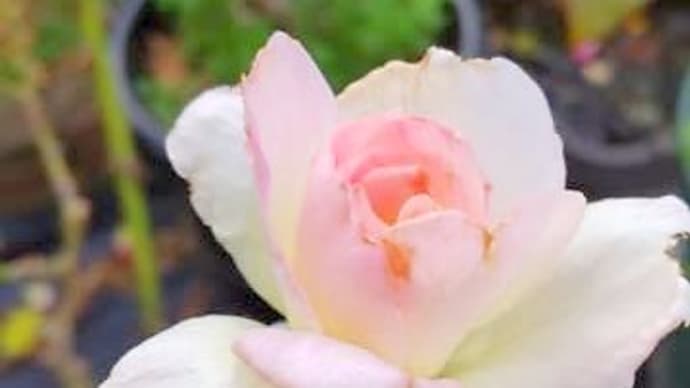 一期一会ですね🌺