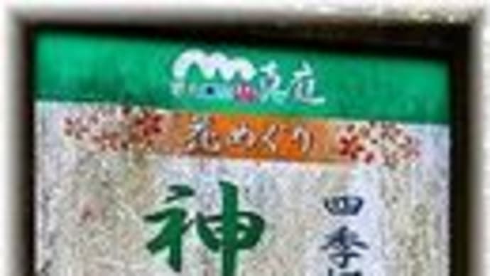 神代四季桜「岡山県真庭市神代」