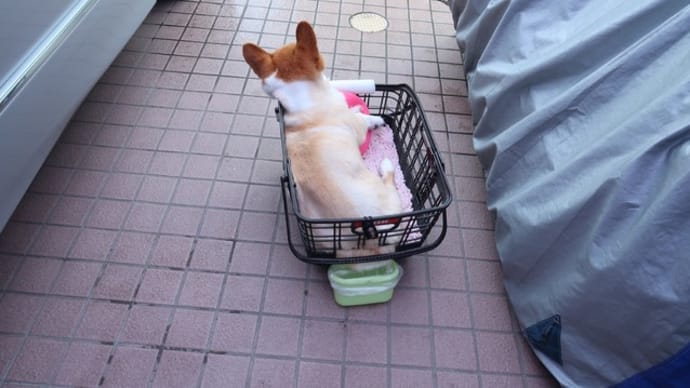 エア自転車散歩(自転車に乗ってるつもり)
