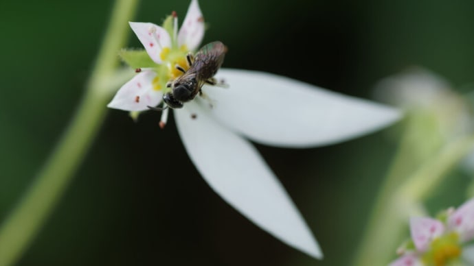 ●我が家の５月の花（16）　　ユキノシタに小さなアブ？　オステオスペルマム　ベロニカ・ロイヤルキャンドル　紫露草