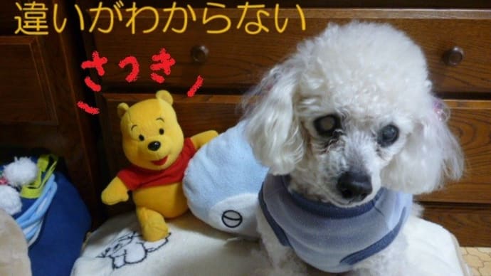 今日は5月晴れ? (・_・) ツツジとサツキの違いがわからない…