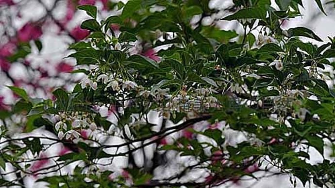 エゴノキの花、盛りに入る