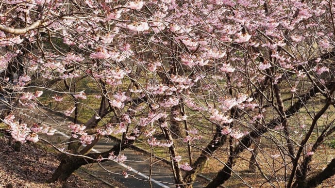 大津市の桜 開花状況