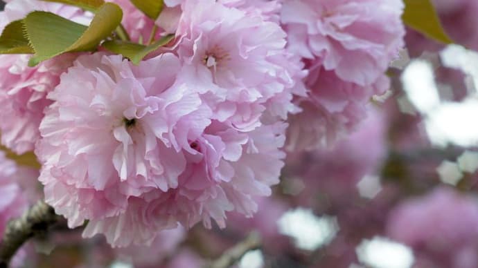 ヘキサグラム状のボケを愉しむ INDUSTAR-61L/Z-MC 50mmF2.8