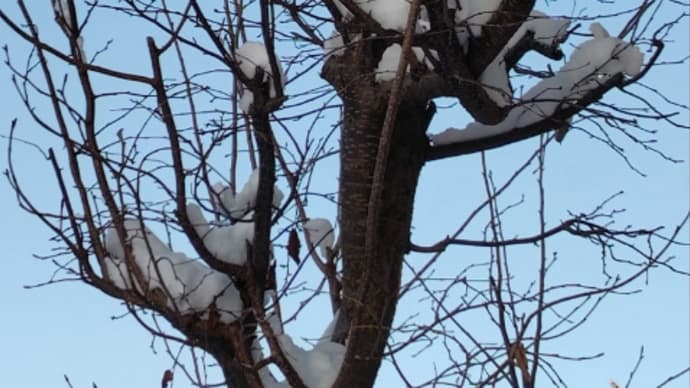 寒いが溶けた!雪