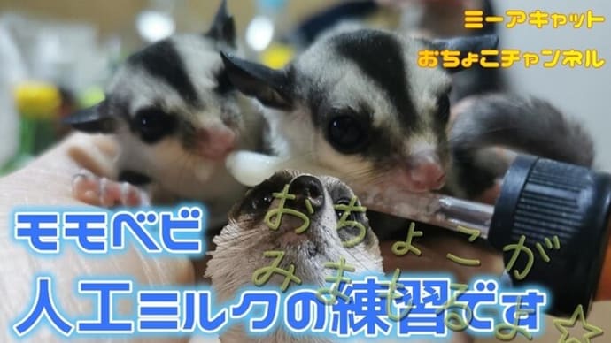 モモ子ちゃん、ミルク飲むのが上達
