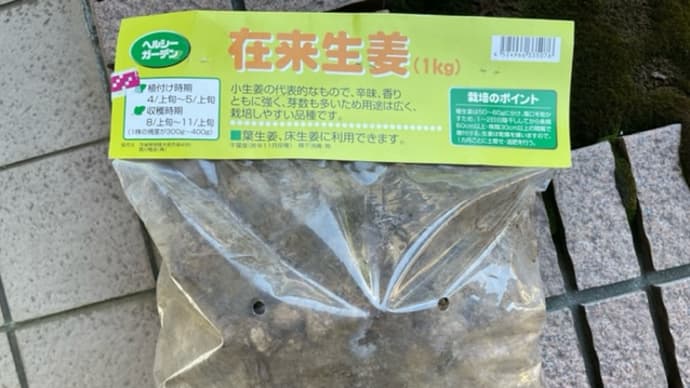 種生姜を買ってきたよ(^^)/ (4月27日)