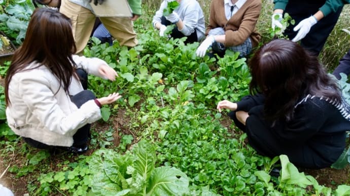 冬野菜の栽培