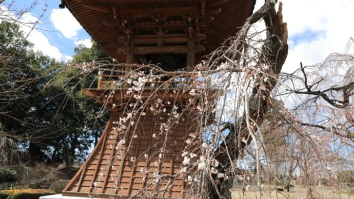 慈眼寺のしだれ桜2024（その6）