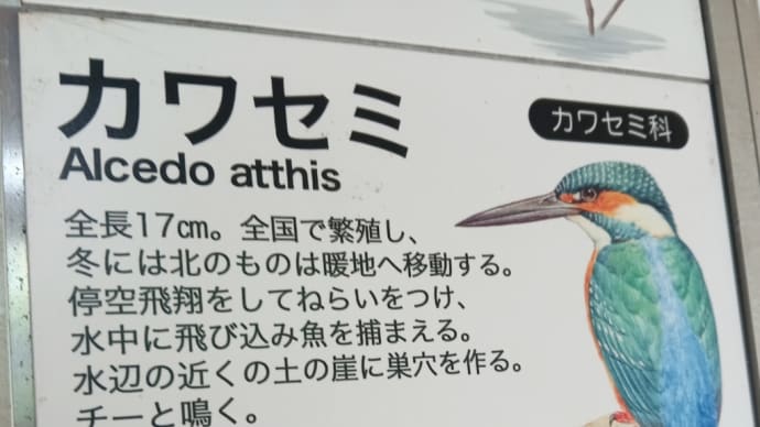 ◇◇◇ カワセミに会えた ♬