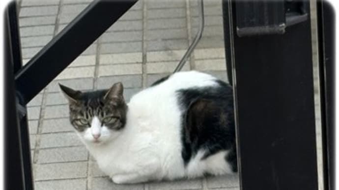 気になるにゃんこ