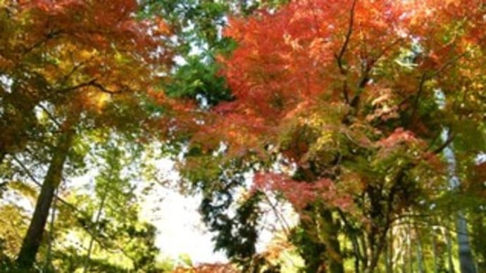 紅葉を訪ねて鎌倉散策