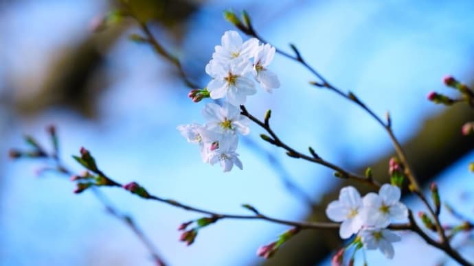 ソメイヨシノが開花しました!(板橋区立赤塚植物園 2024.3.30撮影)