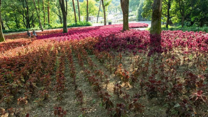2023白露 森林公園のケイトウ畑