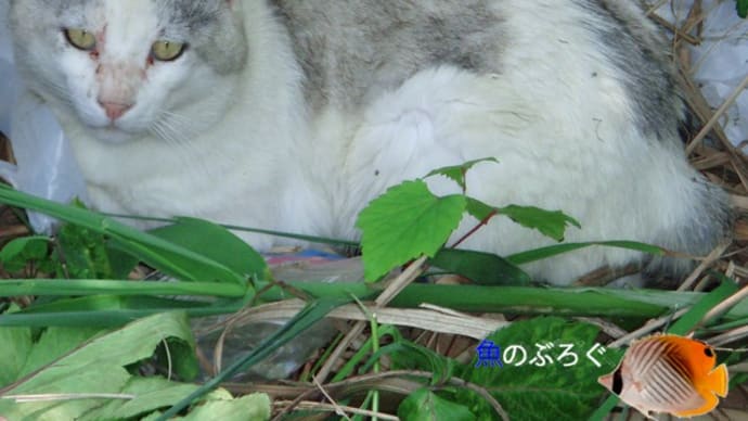 ここ数日間の環境問題