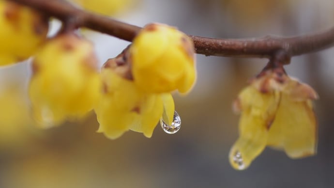 雪の雫