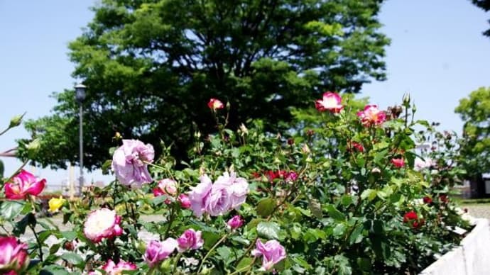2023年 5月16日(火)の「荒川自然公園」と都電荒川線「荒川二丁目停留所」(1)
