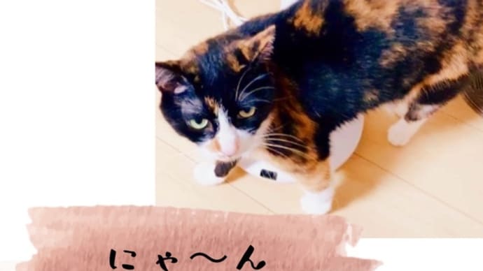最近のにゃんず🐱🐱