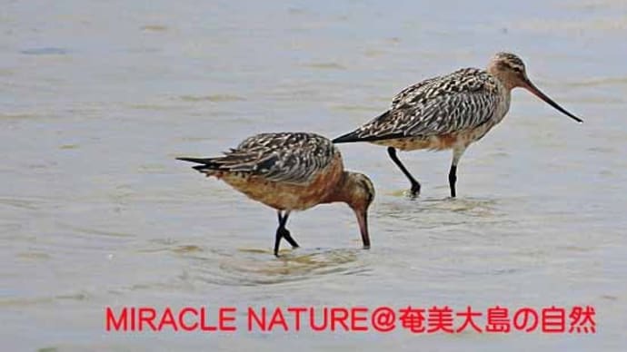 旅鳥、続々到着 その1:オオソリハシシギ