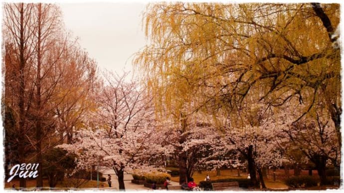 桜と枝垂れ柳